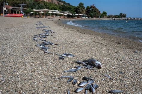 Race to stop river of dead fish as stench hits popular Greek tourist .